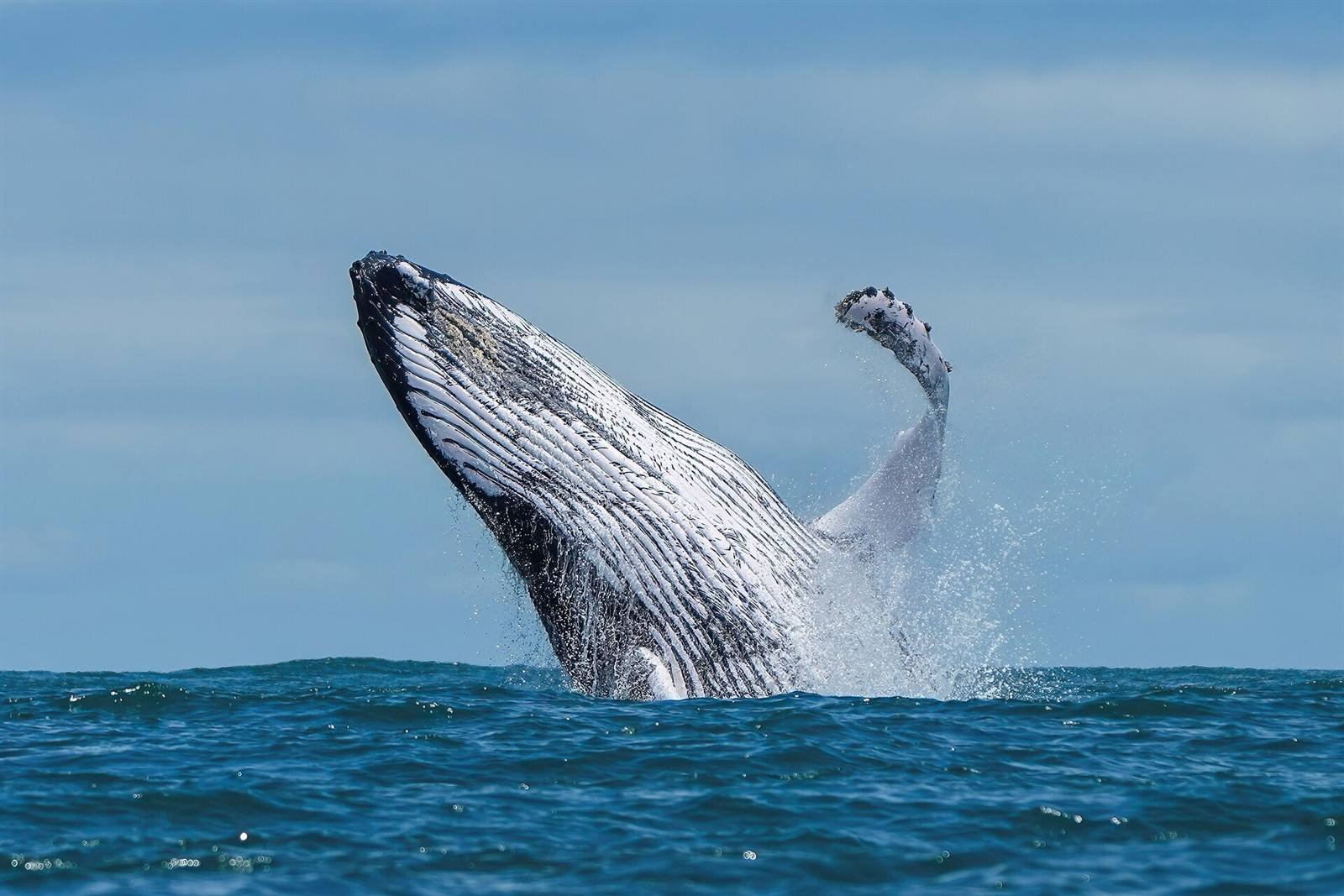 Humpback whales